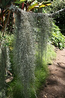 Spanisches Moos im Mcbryde Garden in hawaii.jpg