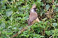 * Nomination Speckled mousebird (Colius striatus kiwuensis), Uganda --Charlesjsharp 20:16, 8 January 2017 (UTC) * Promotion Cutoff of the tail is regrettable, and the tail isn't very sharp, anyway, but the rest of the bird is quite good. -- Ikan Kekek 21:44, 8 January 2017 (UTC)