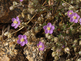 Spergularia rubra