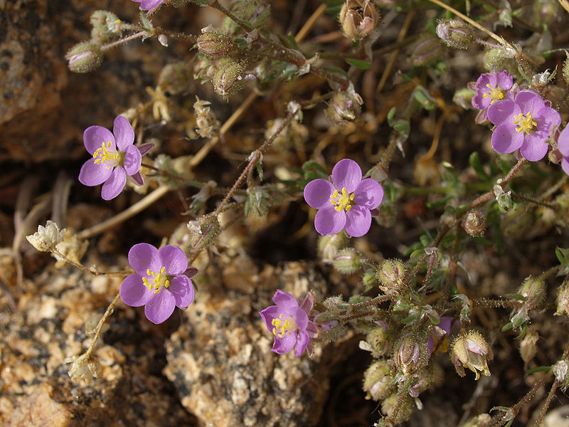 File:Spergularia-rubra-20090409b.jpg