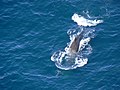 Sperm whale 123.jpg