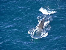 The sperm whale has been observed in the waters of the Karaburun-Sazan Marine Park. Sperm whale 123.jpg