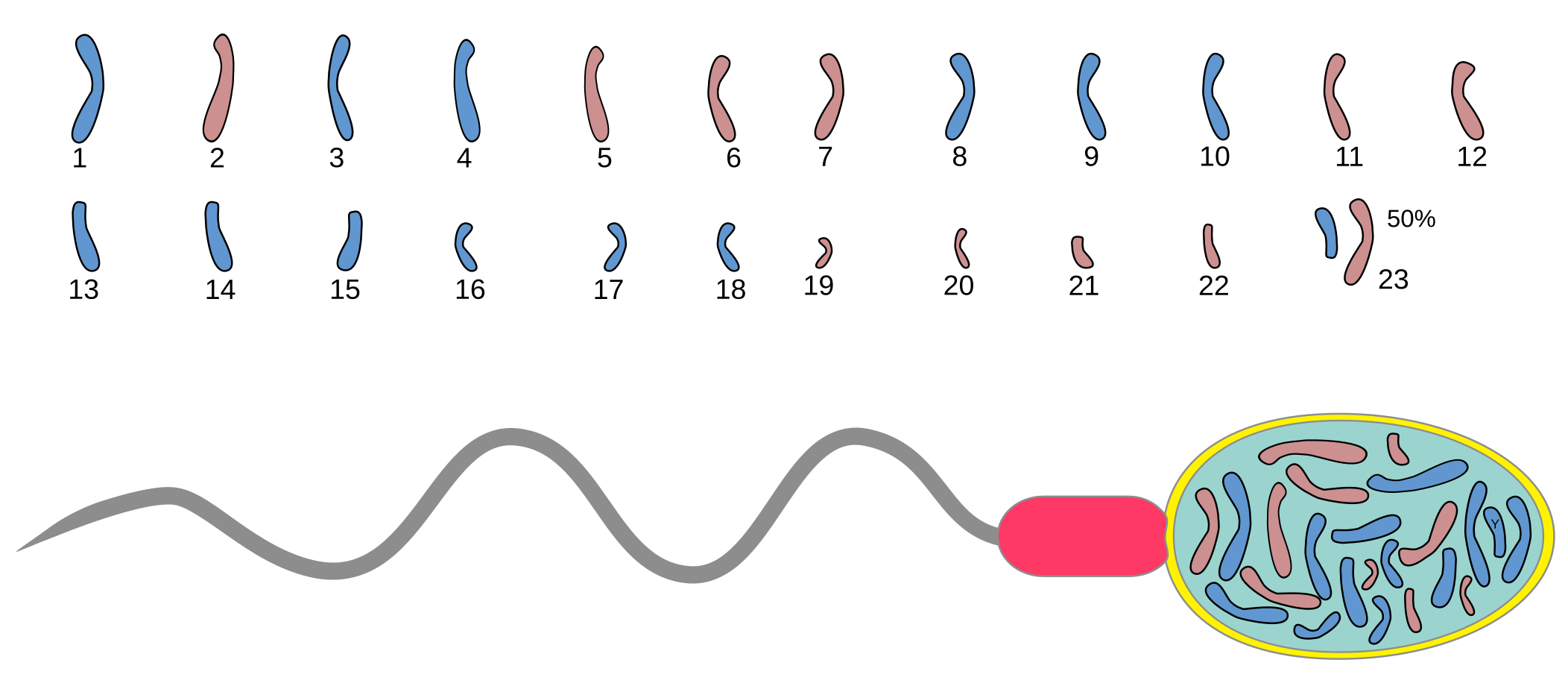 В яйцеклетке человека содержится 23 хромосомы. Хромосомы в сперматозоиде. Сперматозоид с x хромосомой. Набор хромосом сперматозоида. Сперматозоид картинка.