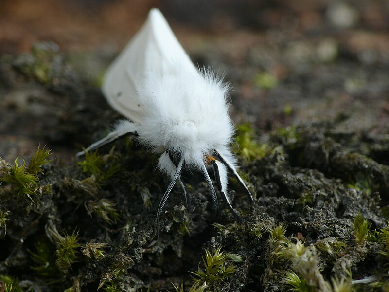 File:Spilosoma urticae - 01 (HS) (04).jpg