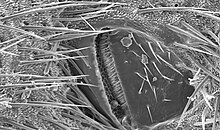 Scanning electron micrograph of a cricket spiracle valve Spiraclevalves.jpg