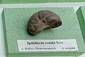 en:Spitidiscus rotula Sowerby Lower en:Hauterivian, Izbul, Novi Pazar Province at the en:Sofia University "St. Kliment Ohridski" Museum of Paleontology and Historical Geology