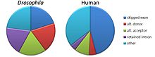 Relative frequencies of types of alternative splicing events differ between humans and fruit flies. Splice types frequency.jpg