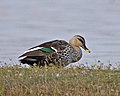 Spot-billed Duck (Anas poecilorhyncha) - male - Flickr - Lip Kee (1).jpg