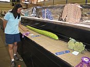 Starr-120930-0289-plant-Lagenaria siceraria-giant gourds on display with Kim-Maui County Fair Kahului.jpg