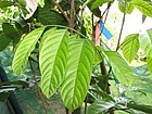 Starr-121108-0764-Lansium domesticum-leaves-Pali o Waipio-Maui (25169828986).jpg