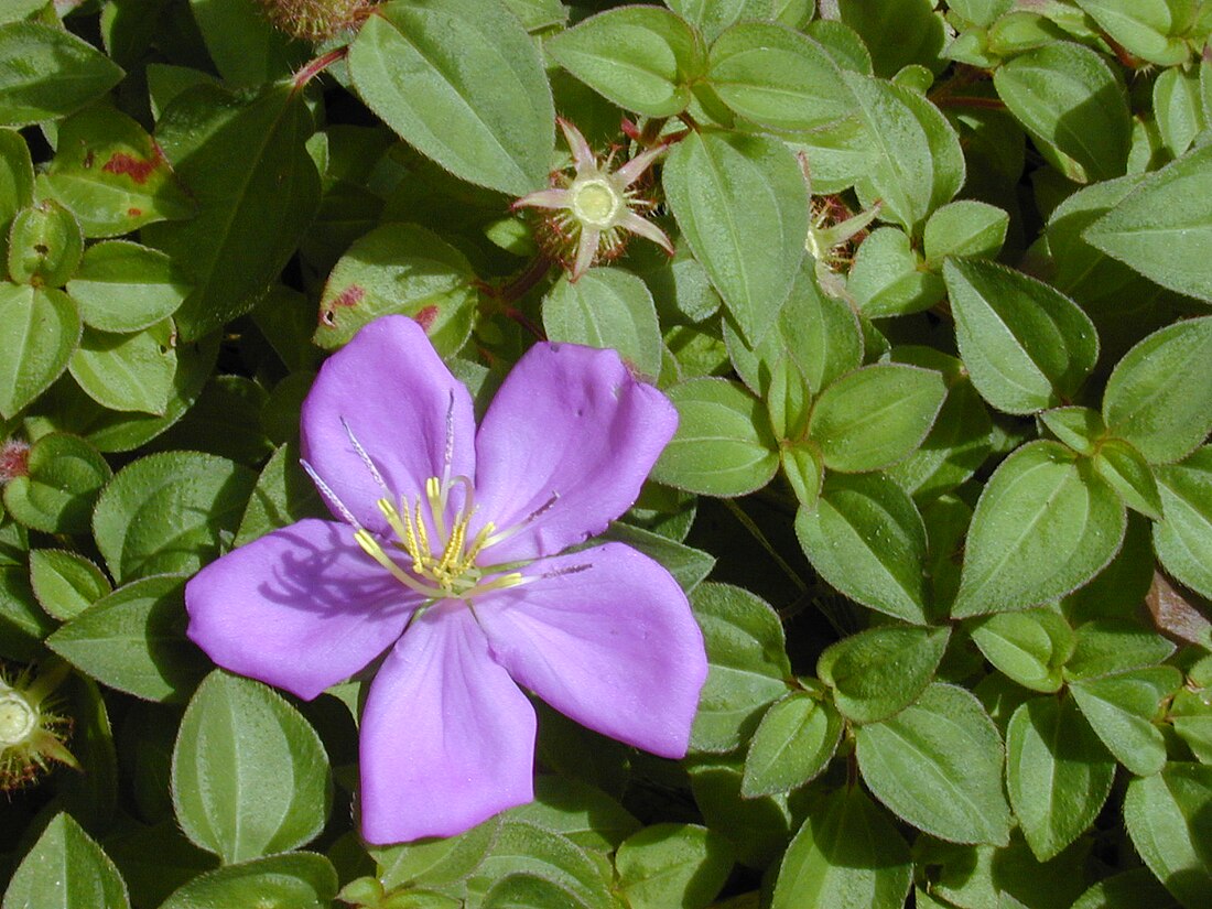 Heterotis rotundifolia