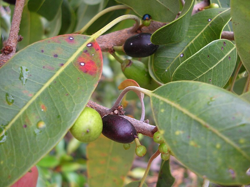 File:Starr 050721-7281 Nesoluma polynesicum.jpg