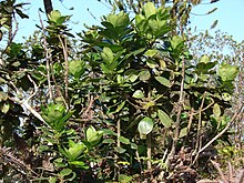 סטאר 070405-6752 Ilex anomala.jpg