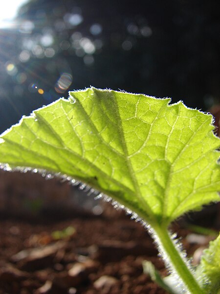 File:Starr 080501-4354 Cucumis melo.jpg