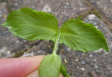 The upper leaves are sessile and somewhat rectangular in outline Stellaria neglecta upper leaves.jpg