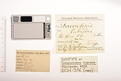 File:Stereocidaris tubifera - ECH-000316 label.jpg (Category:Echinodermata in the Natural History Museum of Denmark)