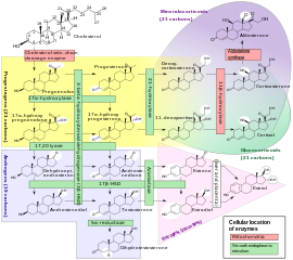 Major pathway for steroid hormone biosynthesis