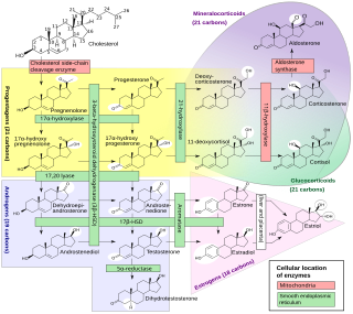 Steroidogenic enzyme