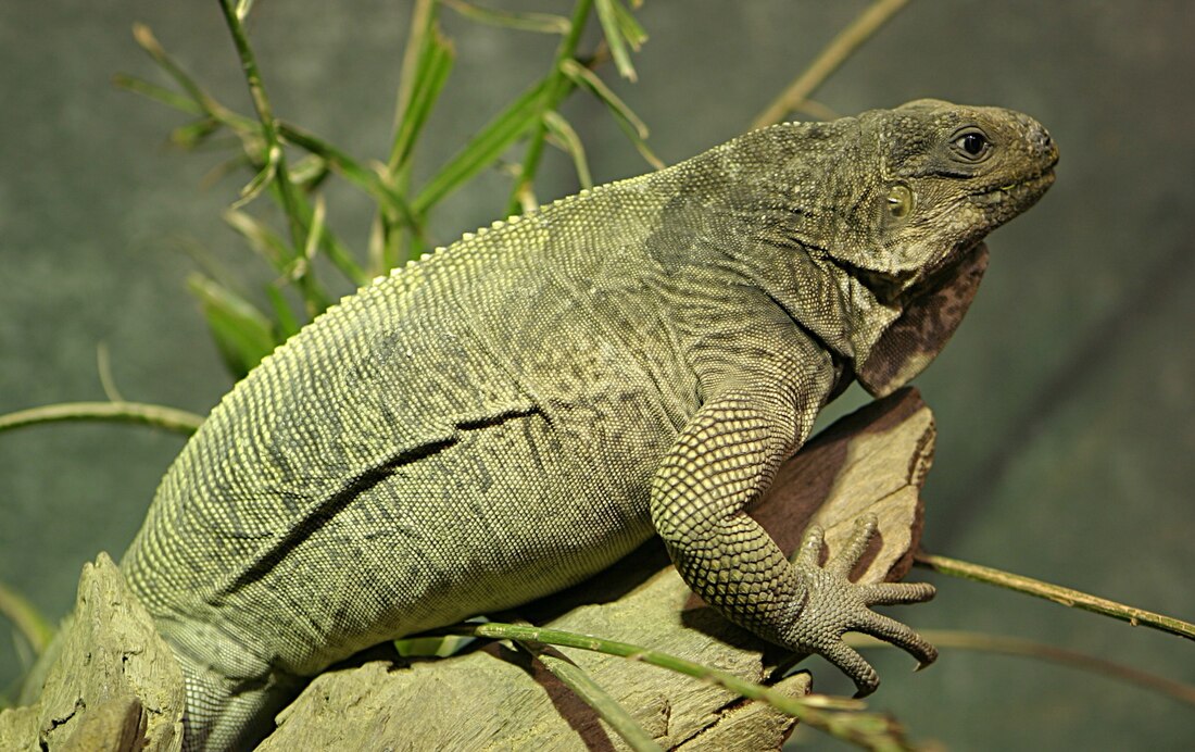 Cyclura pinguis