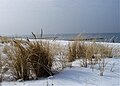 Strandhafer im Schnee (Ahrenshoop 2006).jpg