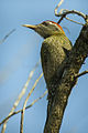 Streak-throated Woodpecker - Corbett NP 1260 (15788013004).jpg