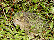 Strigops habroptilus, camouflage.jpg