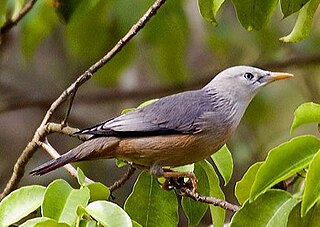 <span class="mw-page-title-main">Malabar starling</span> Species of bird