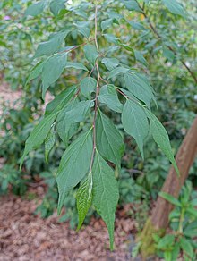 Styrax formosanus - Hillier Gardens - Romsey, Hampshire, England - DSC04784.jpg