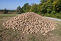 * Nomination A pile of sugar beet, near Eibelstadt, Germany --DXR 20:16, 22 October 2021 (UTC) * Promotion  Support Good quality. --Steindy 21:53, 22 October 2021 (UTC)