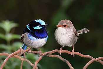 ルリオーストラリアムシクイ(Malurus cyaneus)