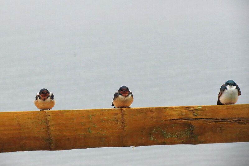 File:Swallows hanging out on fence (29608745952).jpg