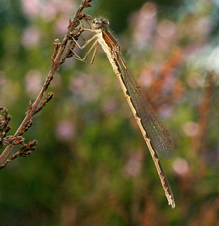 <i>Sympecma</i> Genus of damselfly