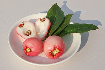 Фрукт дрожи. Syzygium samarangense. Яванское яблоко Syzygium samarangense. Syzygium Джамбу. Чомпу- малабарская слива- розовое яблоко.