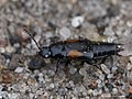 Tachinus subterraneus (Linnaeus, 1758)