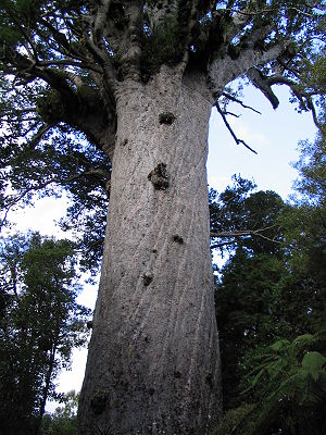 Gigantisk Kauri træ kaldet Skovens moder iWaipoua Kauri skoven på Nordøen, New Zealand