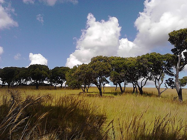 Tapia forest in the Itremo Massif