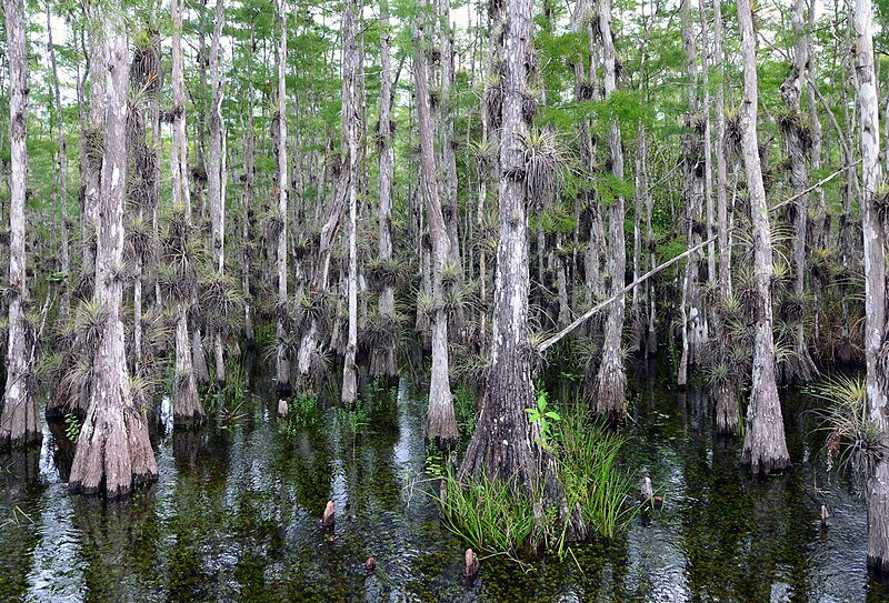 File:Taxodium ascendens Big Cypress National Preserve 1.jpg