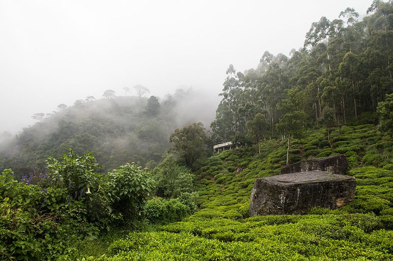 File:Tea plantations near Nuwara Eliya, Sri Lanka - panoramio.jpg