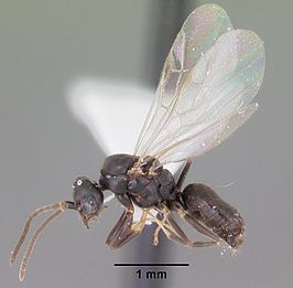 Technomyrmex difficilis