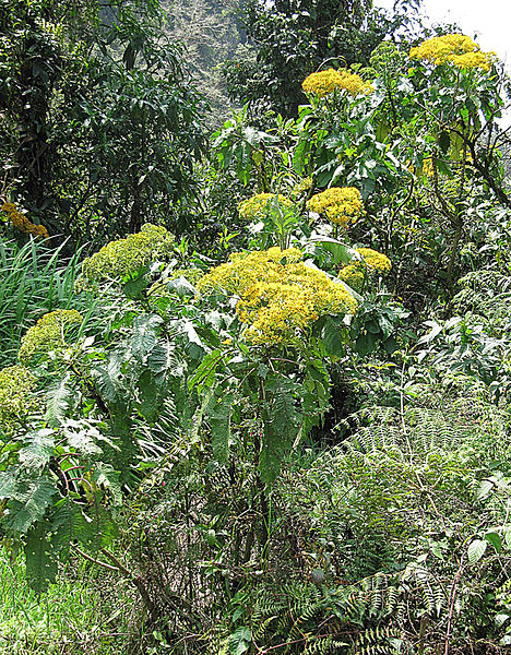 File:Telanthophora arborescens, a daisy tree (9464008980).jpg