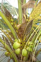 Tender Coconuts of different stages.jpg