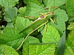 Tettigonia viridissima – Männchen