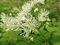 Thalictrum baicalense