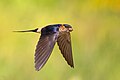 The Red Rumped Swallow in flight