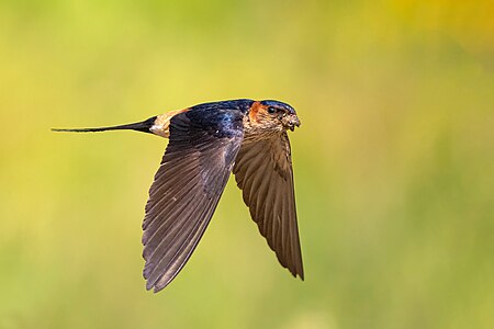 Red-rumped swallow, by Prasan Shrestha