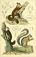 The animal kingdom, arranged according to its organization, serving as a foundation for the natural history of animals - and an introduction to comparative anatomy (1834) (18170505856).jpg