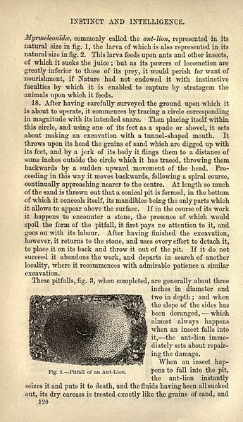 File:The bee and white ants, their manners and habits (Page 120) BHL23241845.jpg