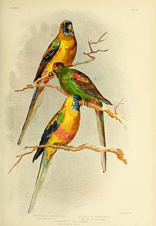 Barevná kresba tří různých druhů papoušků sedících nad sebou na větvích stromu; dva jsou převážně žlutí s červenou, modrou a zelenou skvrnou, papoušek uprostřed s červenou a hnědou skvrnou je papoušek překrásný