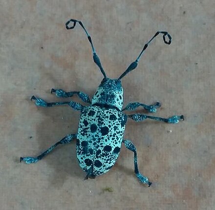 Thryallis ocellatus in Costa Rica Thryallis ocellatus.jpg