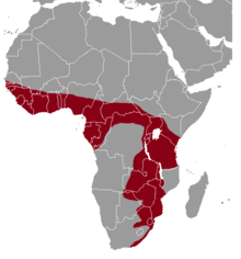 Carte de l'aire de répartition de Thryonomys swinderianus.png